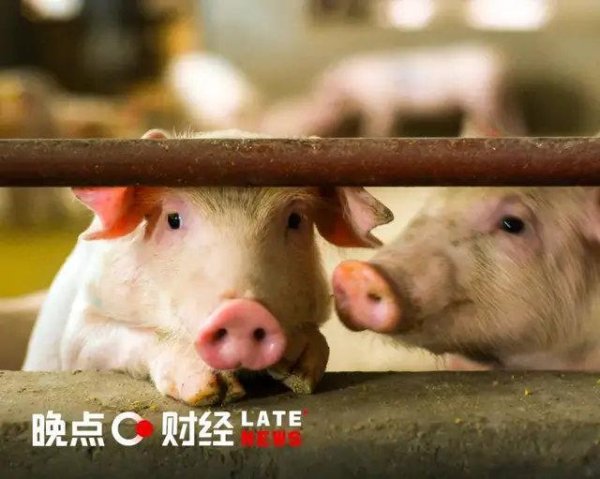 配资实力股票配资门户 后猪周期时代, 牧原、温氏、新希望投资价值出现分化